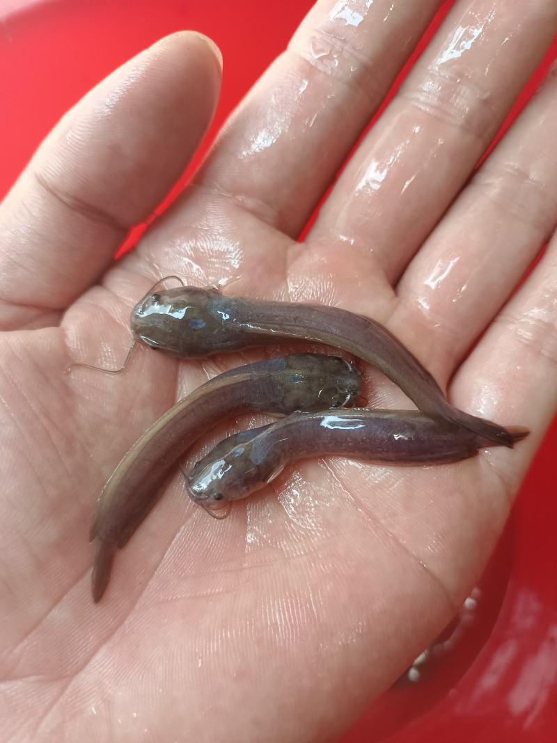 广西杂交良种三黄塘角鱼苗、本地塘角鱼苗、防过疫苗快大好养