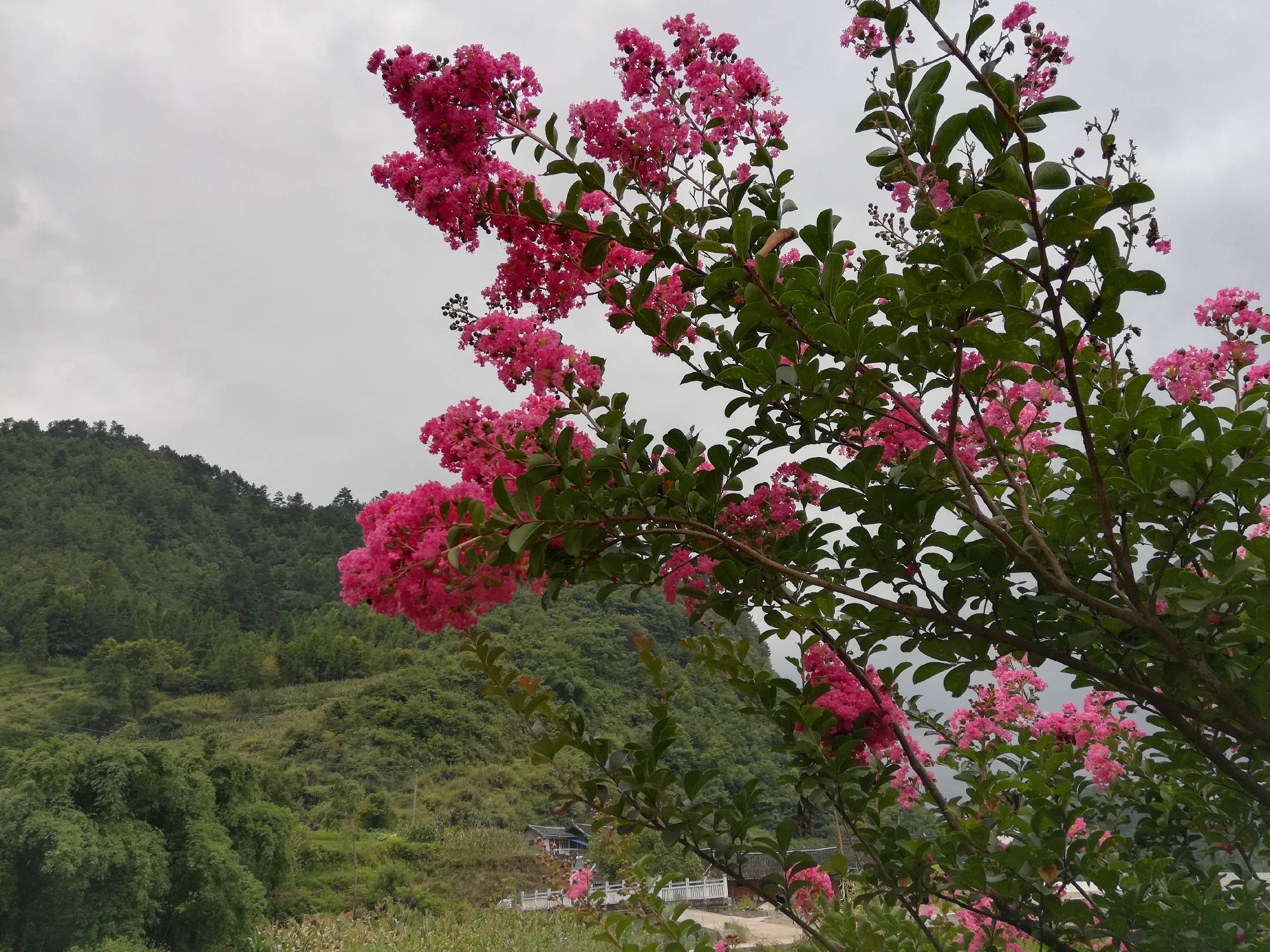 阿尔卑斯野蔷薇植株全景