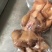 熟去骨牛蹄单个真空包装50斤起批
