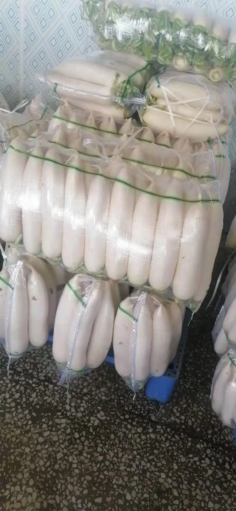 【精品白萝卜】湖北白萝卜新鲜上市，口感好，条形好