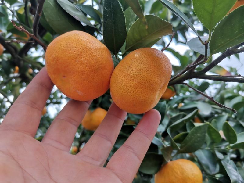 江西新余蜜橘颜色口感都上来了，大量上市，