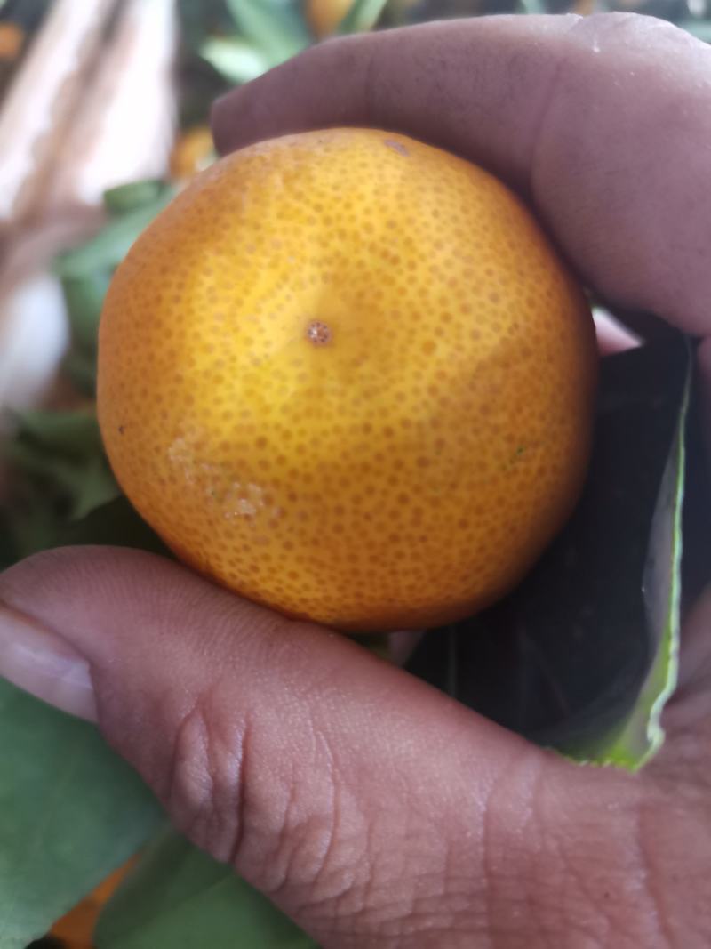江西新余蜜橘颜色口感都上来了，大量上市，