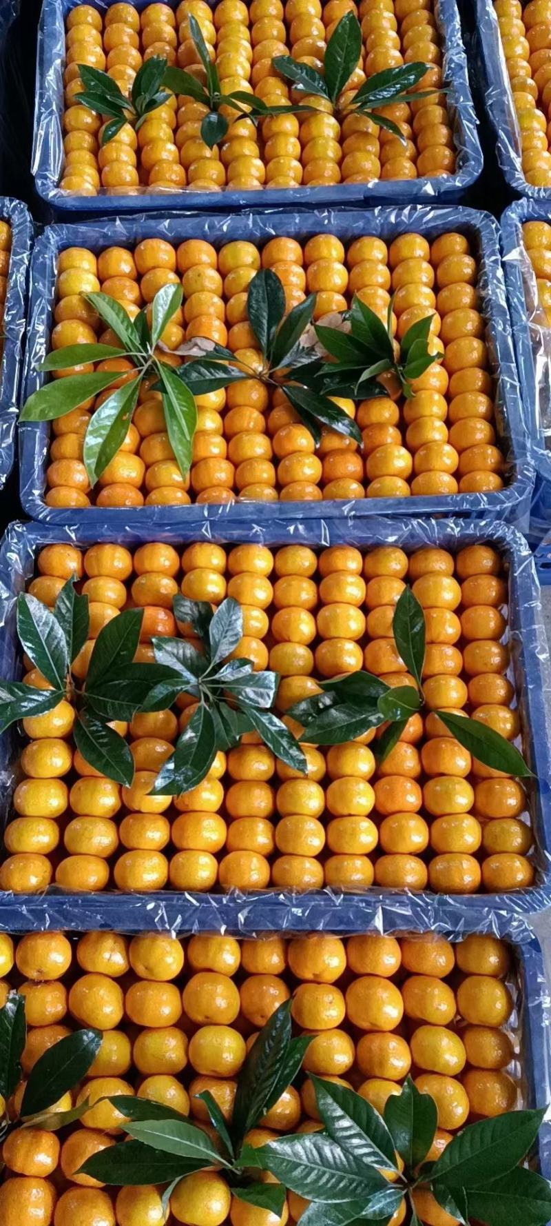 江西新余蜜橘颜色口感都上来了，大量上市，