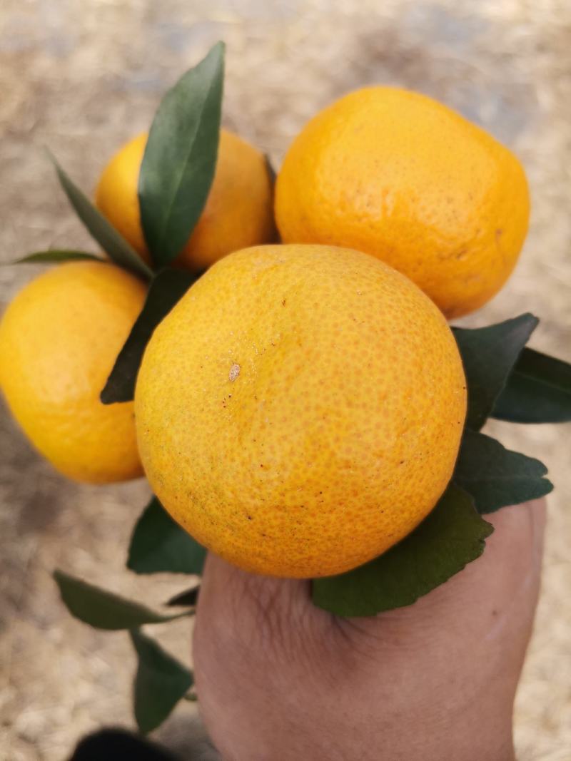 江西新余蜜橘颜色口感都上来了，大量上市，