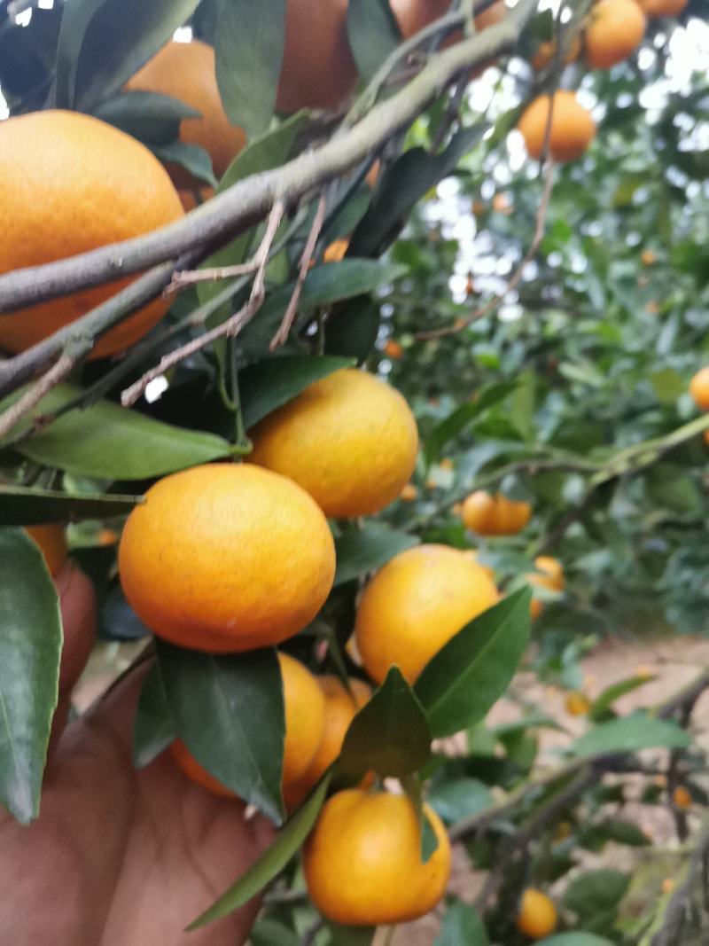 江西新余蜜橘颜色口感都上来了，大量上市，