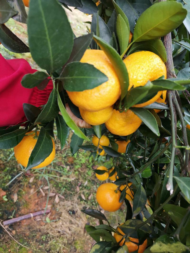 江西新余蜜橘颜色口感都上来了，大量上市，