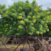 黄花槐大型苗木绿植厂家直销