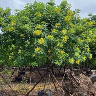 黄花槐大型苗木绿植厂家直销