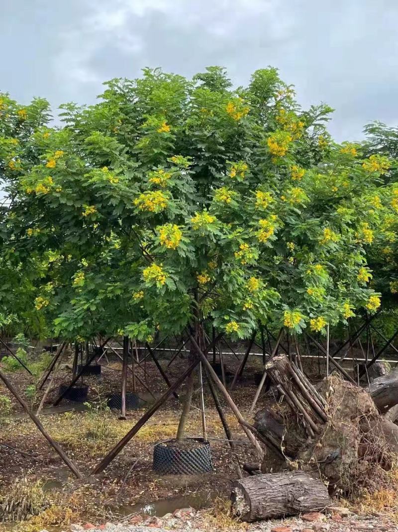 黄花槐大型苗木绿植厂家直销