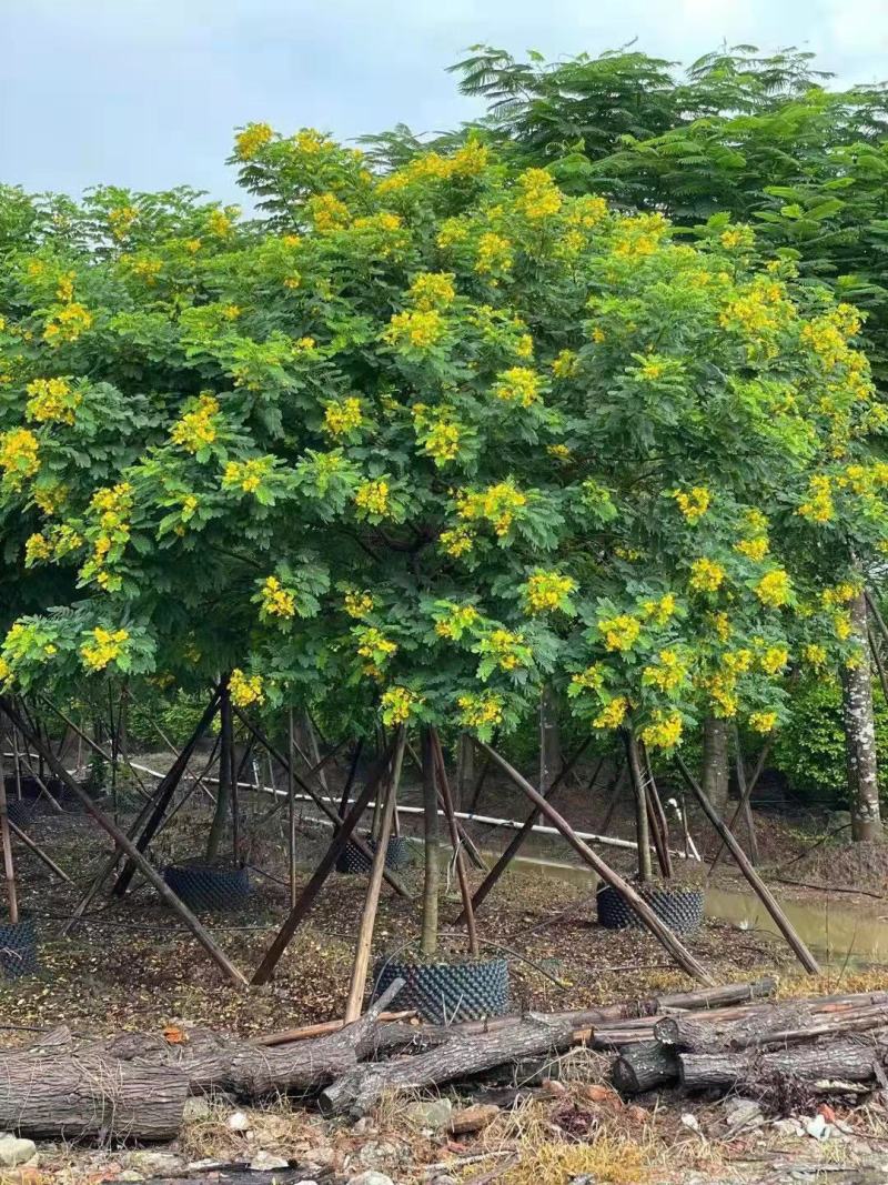 黄花槐大型苗木绿植厂家直销