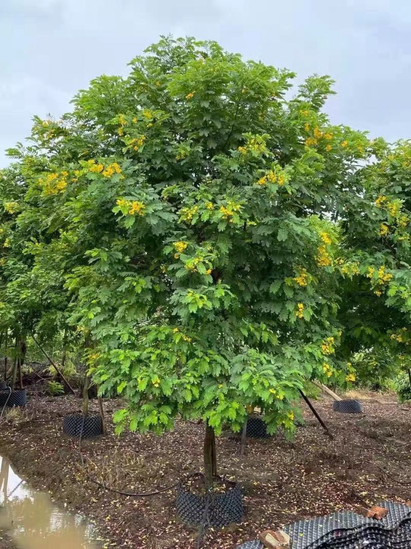 黄花槐大型苗木绿植厂家直销