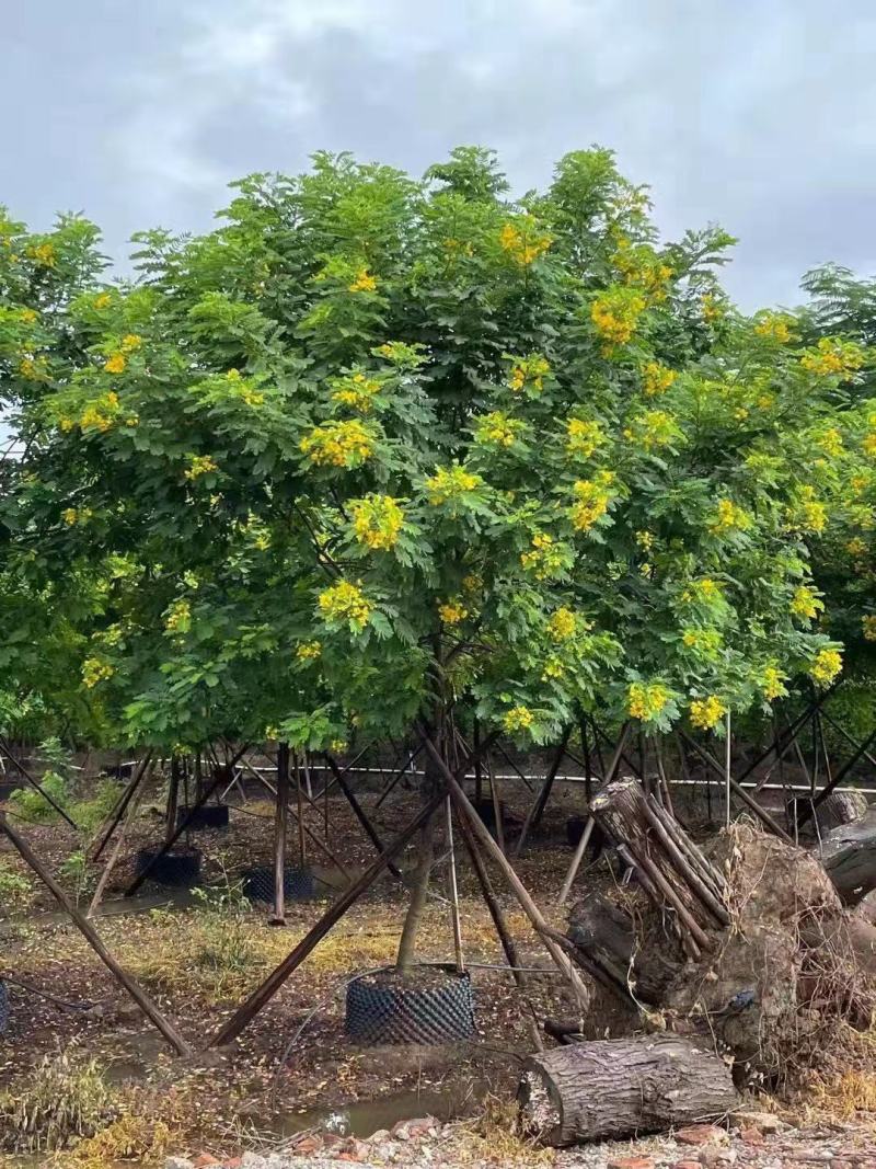 黄花槐大型苗木绿植厂家直销