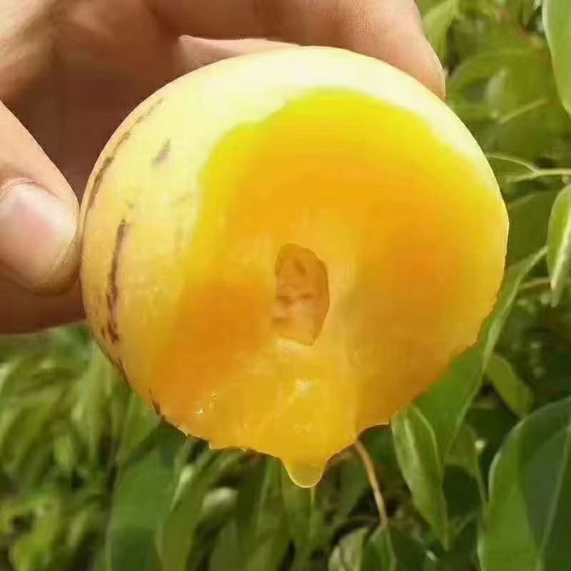 人参果。欢迎电商