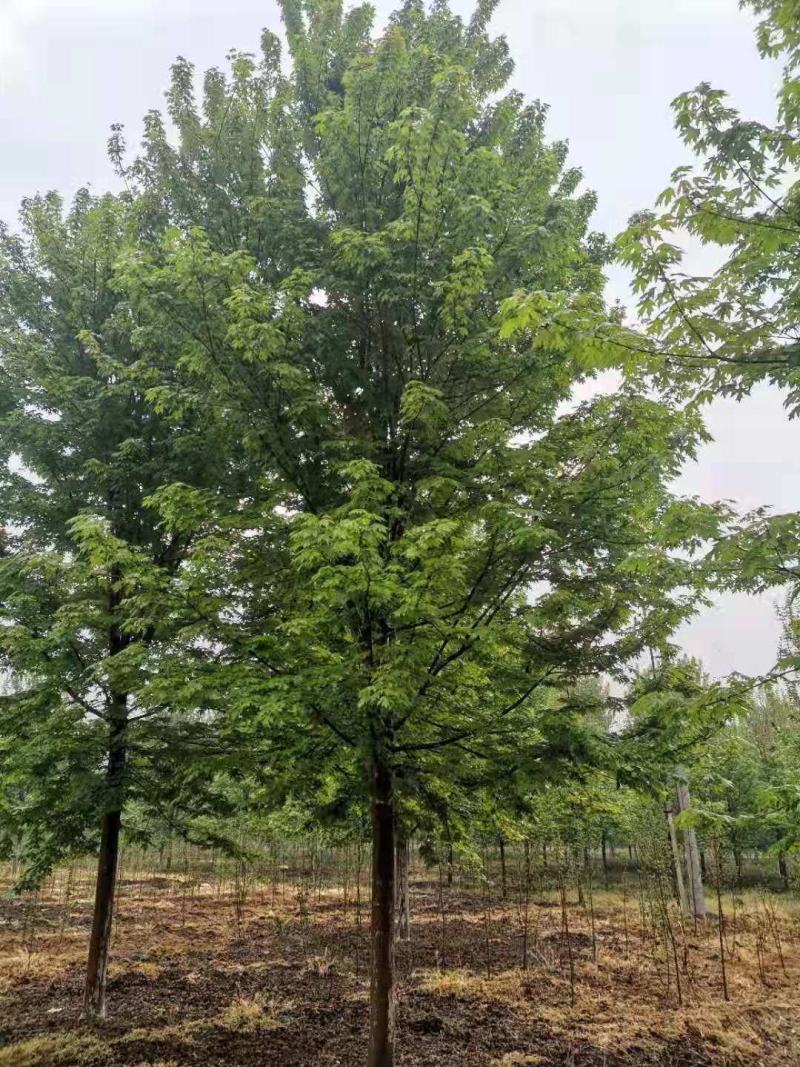 美国红枫秋火焰秋火焰红枫一手货源苗圃直销品种保证没有病虫