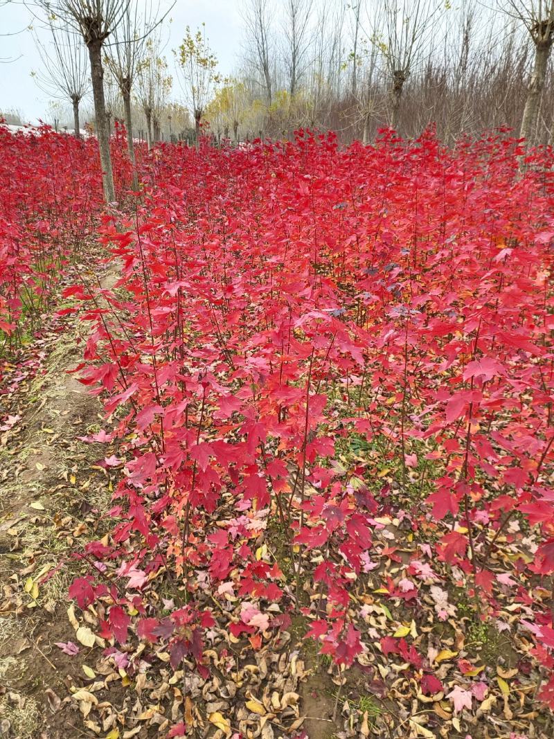 美国红枫秋火焰秋火焰红枫一手货源苗圃直销品种保证没有病虫