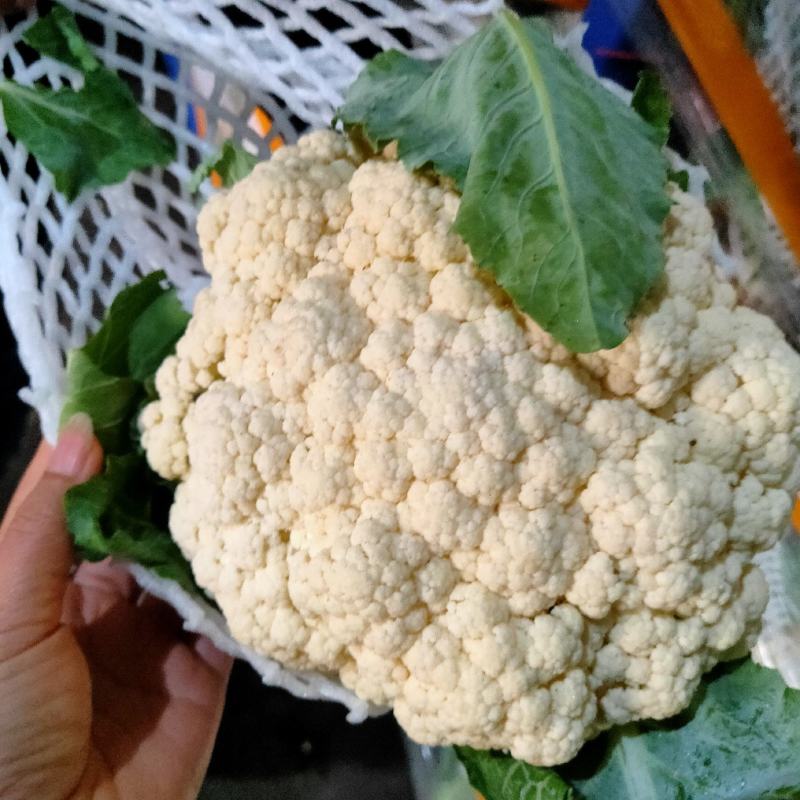 河南通许，精品有机松花，花白，青梗，诚信经营