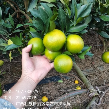 红江橙