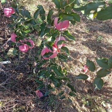 苹果