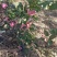 苹果