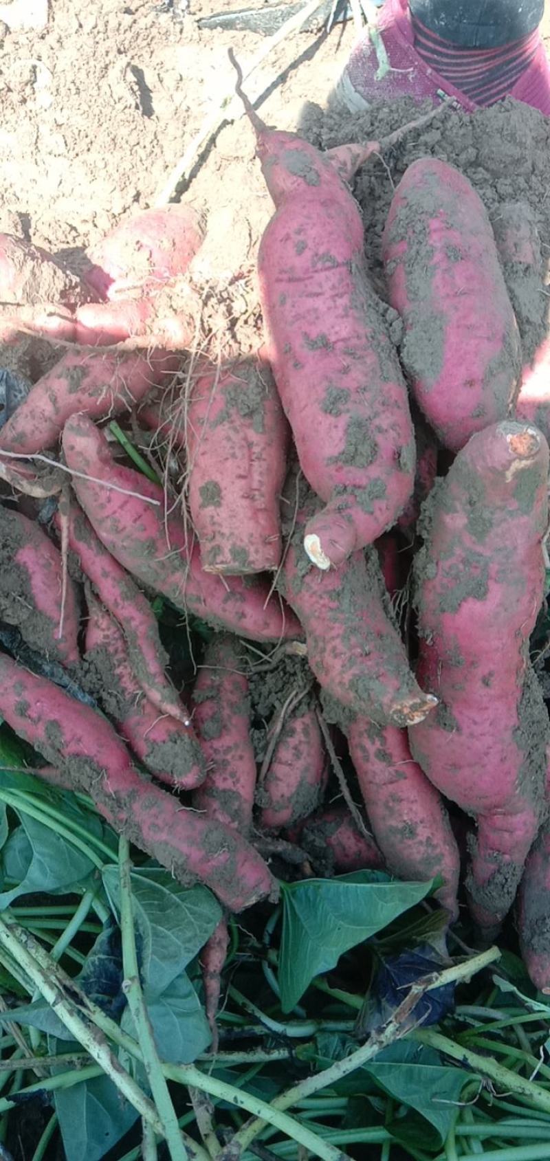 【实力供货】河北饶阳西瓜红红薯蜜薯纯沙土地，品质上乘