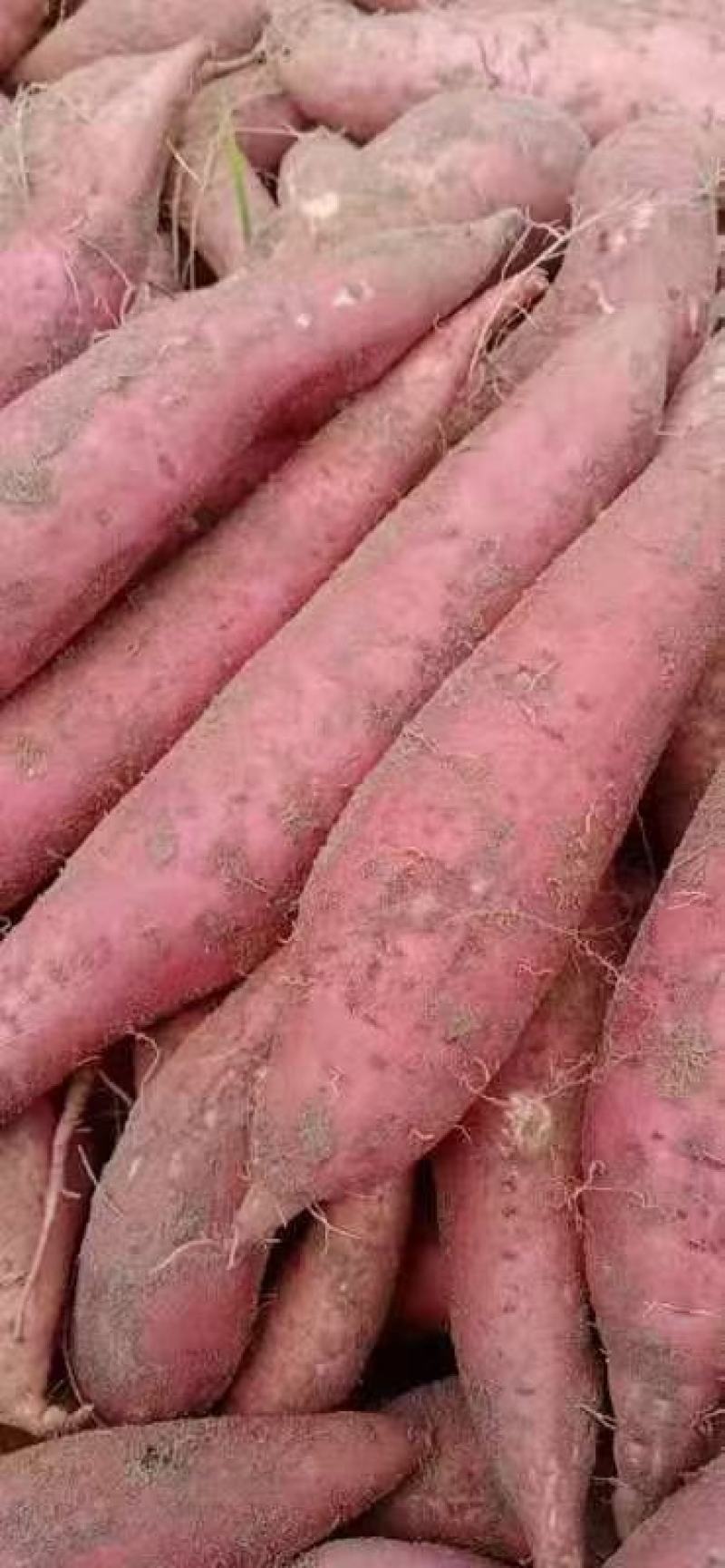 【实力供货】河北饶阳西瓜红红薯蜜薯纯沙土地，品质上乘