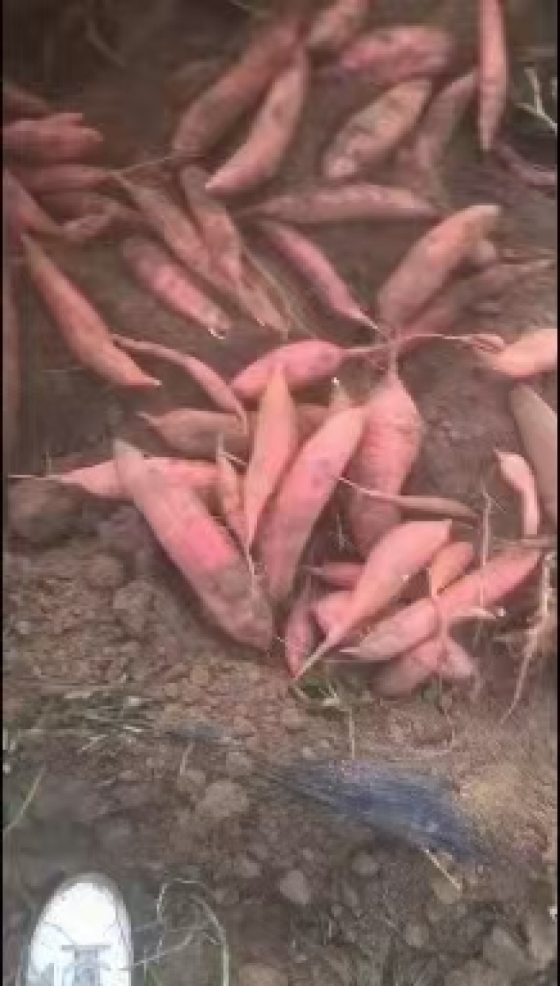 【实力供货】河北饶阳西瓜红红薯蜜薯纯沙土地，品质上乘