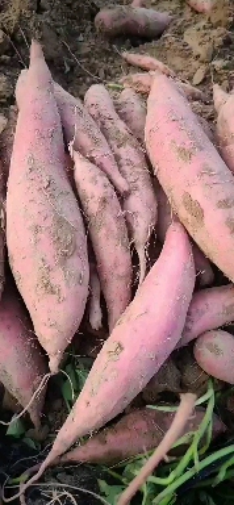 【实力供货】河北饶阳西瓜红红薯蜜薯纯沙土地，品质上乘