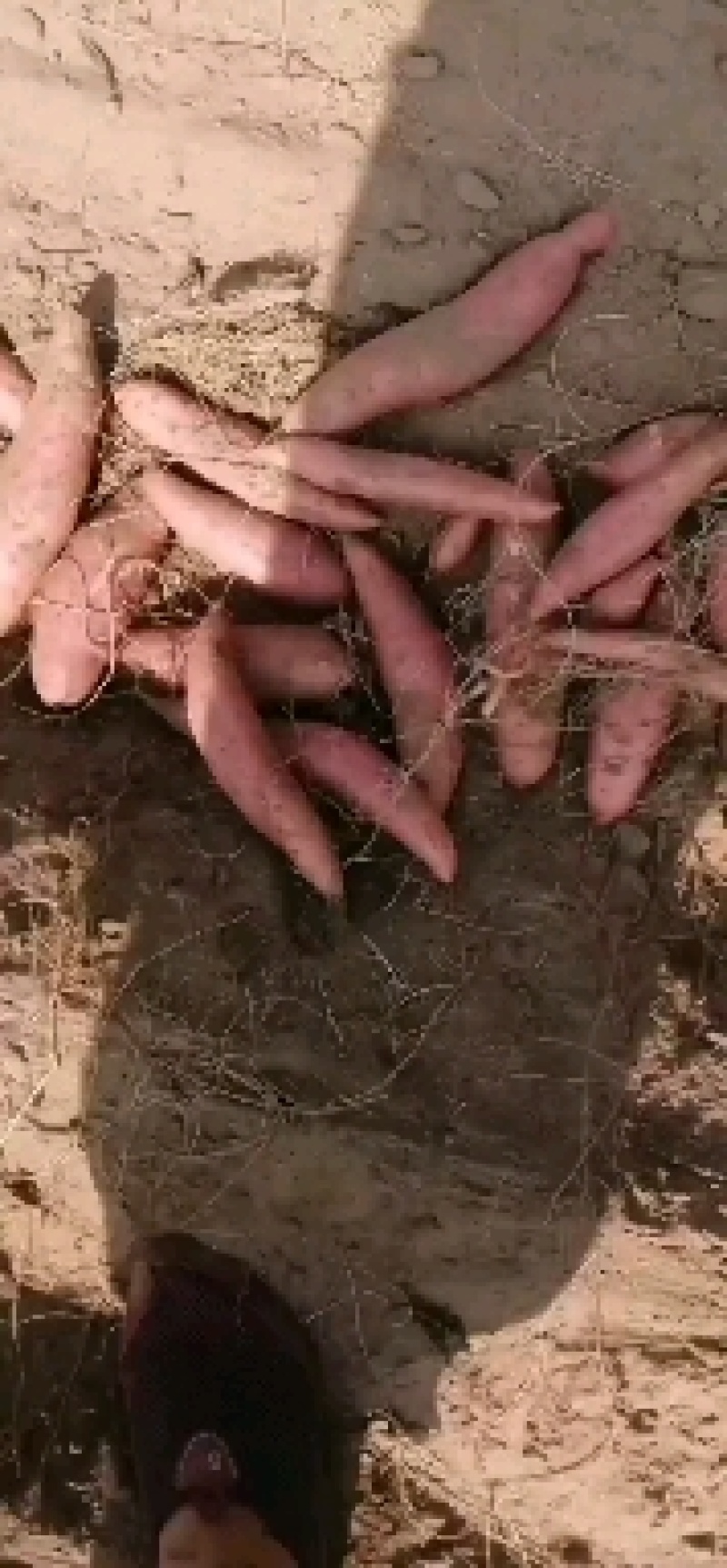 【实力供货】河北饶阳西瓜红红薯蜜薯纯沙土地，品质上乘