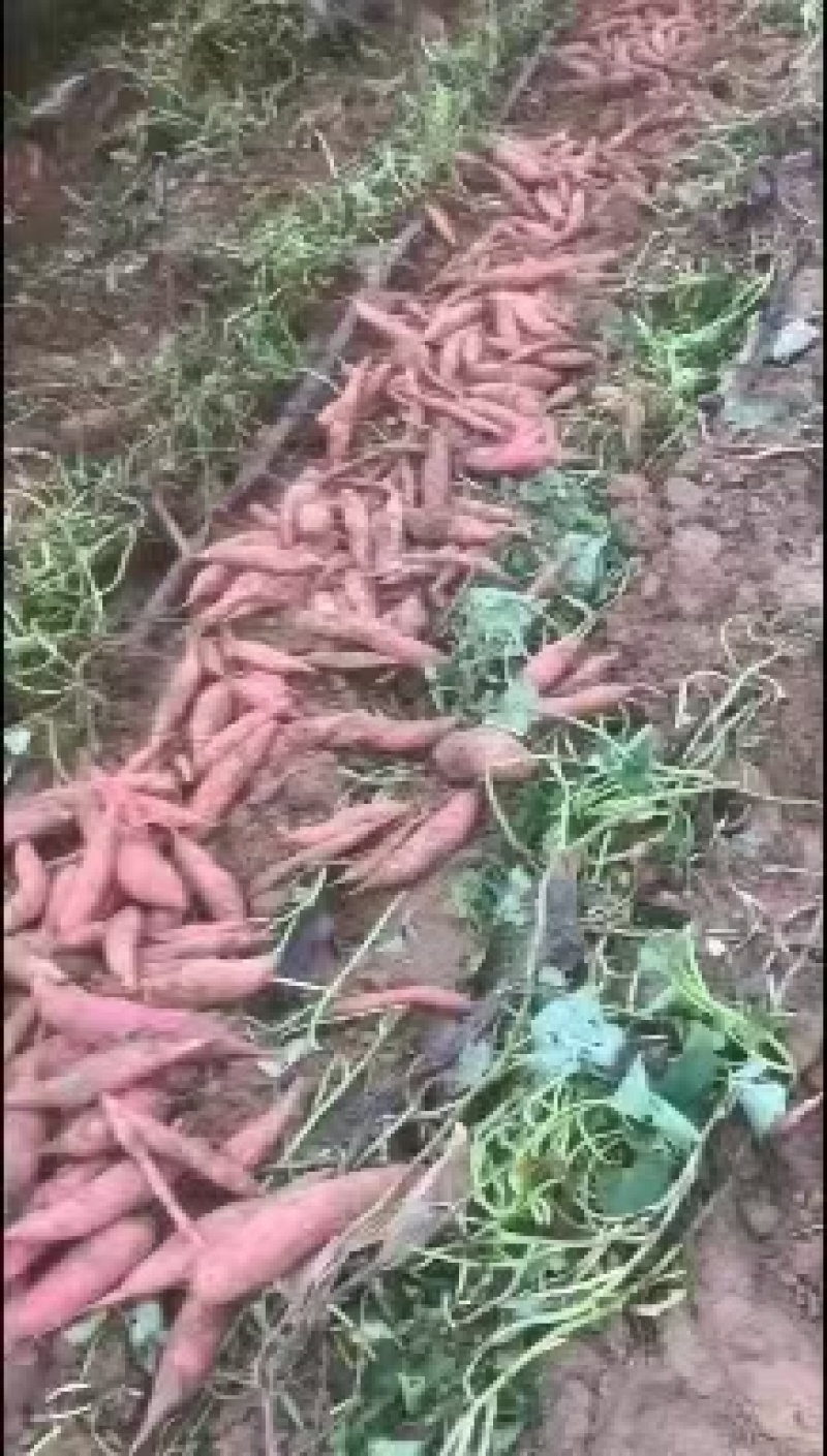 【实力供货】河北饶阳西瓜红红薯蜜薯纯沙土地，品质上乘