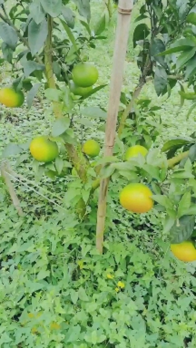 爱媛果冻橙38号