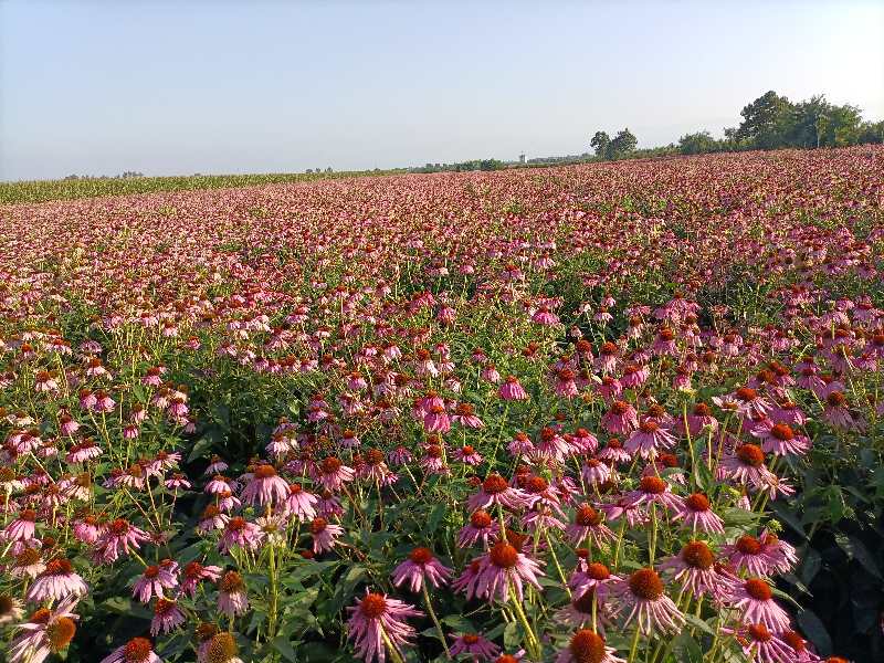 展示蚕豆正在开放的花朵,花柱伸出便于授粉 蚕豆花朵开放状态