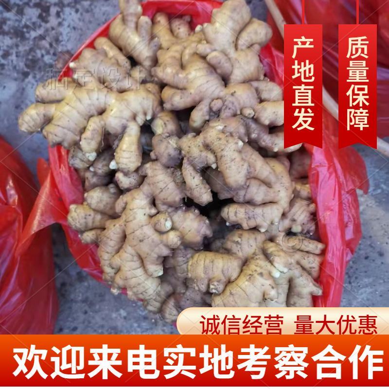 山东小黄姜二黄姜精品大黄姜电商货产地直销一手货源