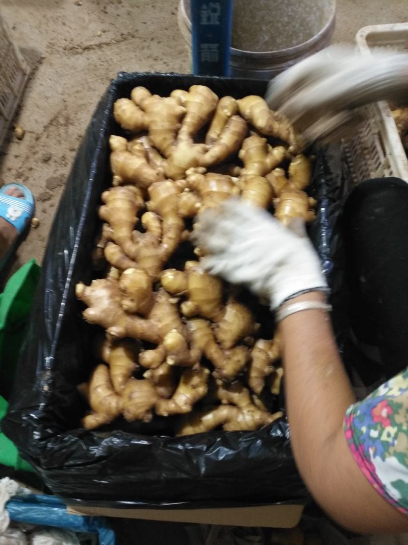山东小黄姜二黄姜精品大黄姜电商货产地直销一手货源