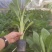 苹果粉香蕉苗，巴西香蕉苗，金粉一号香蕉苗等
