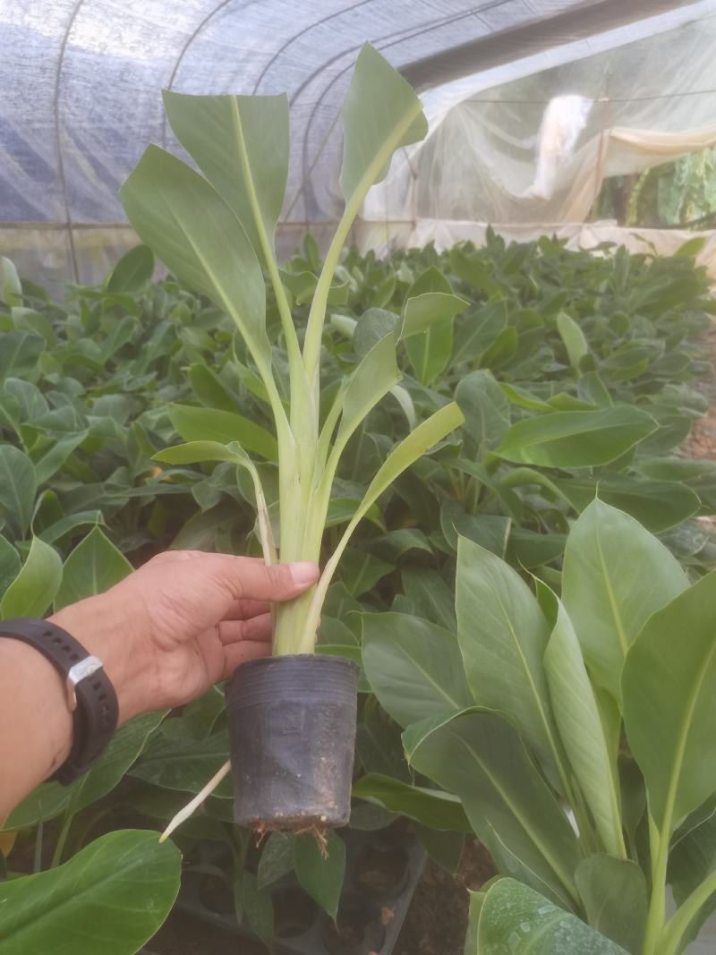 苹果粉香蕉苗，巴西香蕉苗，金粉一号香蕉苗等
