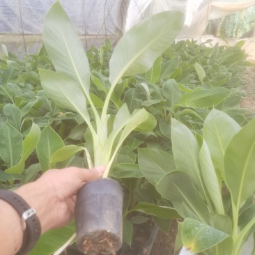 苹果粉香蕉苗，巴西香蕉苗，金粉一号香蕉苗等