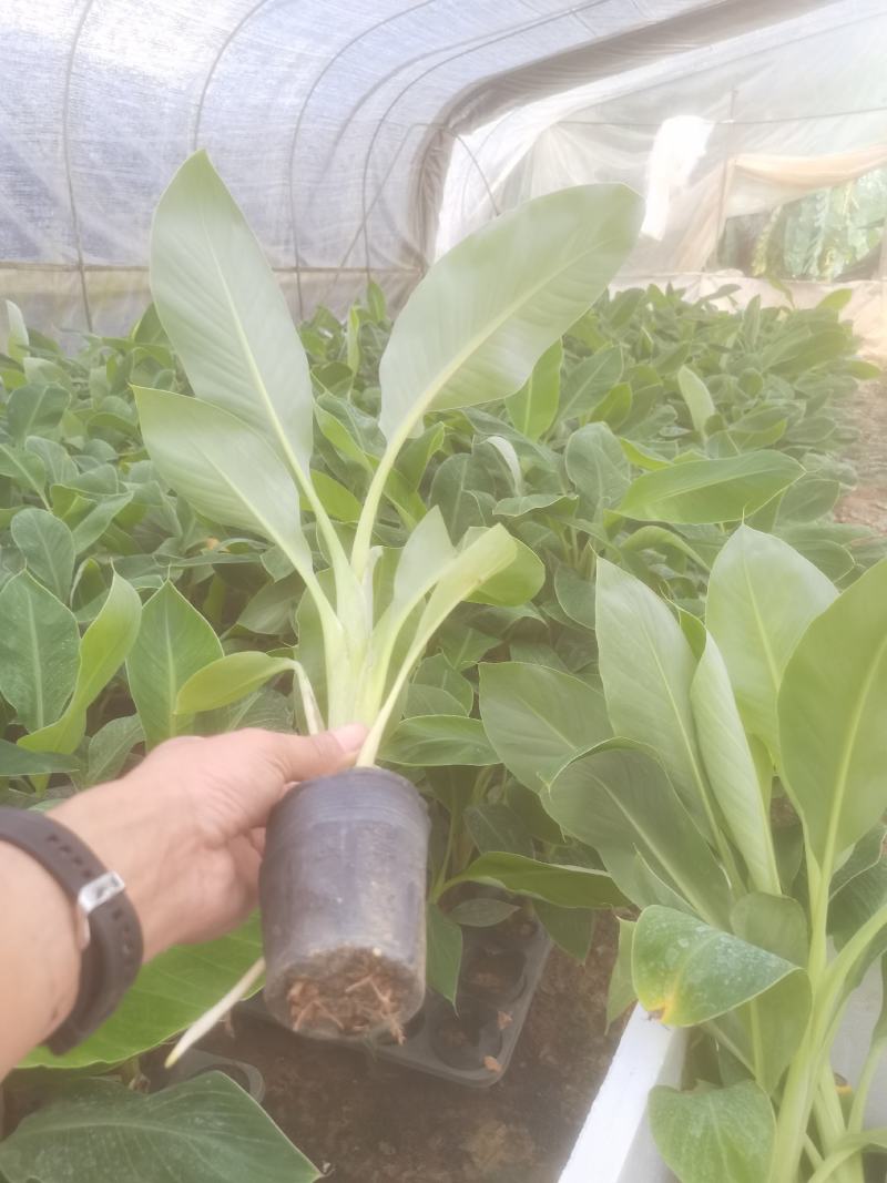 苹果粉香蕉苗，巴西香蕉苗，金粉一号香蕉苗等