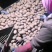 望奎广兴薯业出售尤金885荷兰十五脱毒种薯抗病高产耐储存