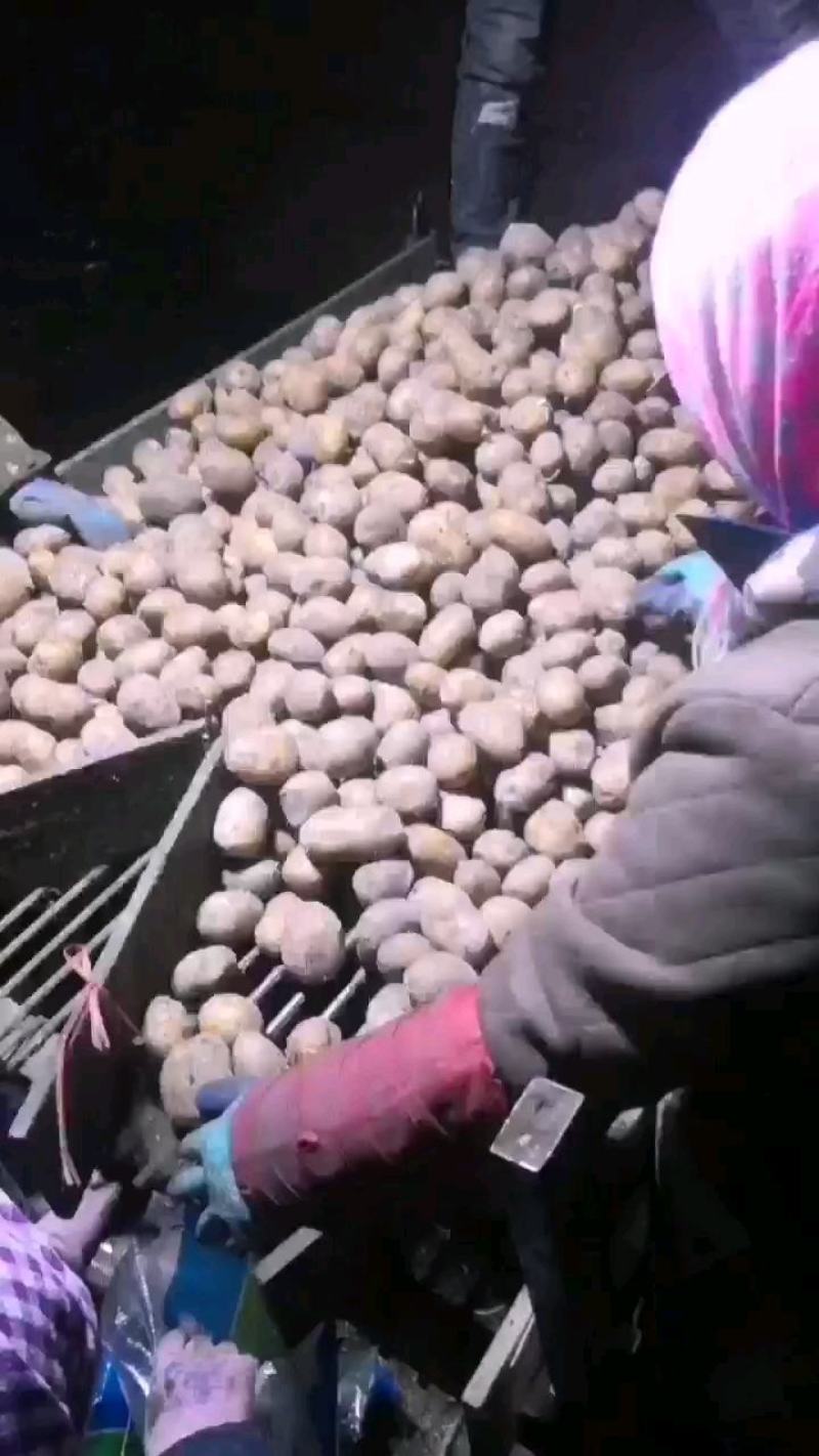 望奎广兴薯业出售尤金885荷兰十五脱毒种薯抗病高产耐储存