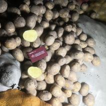 望奎广兴薯业出售尤金885荷兰十五脱毒种薯抗病高产耐储存