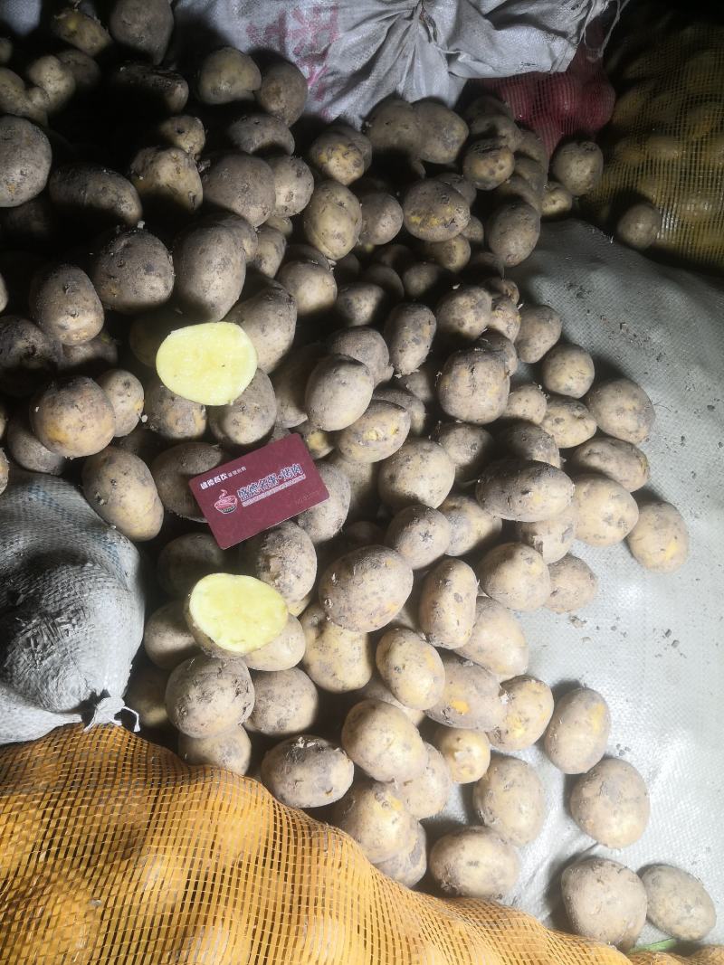望奎广兴薯业出售尤金885荷兰十五脱毒种薯抗病高产耐储存