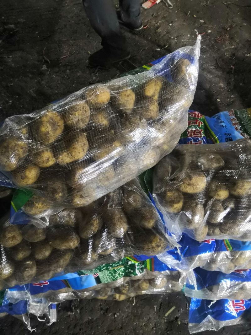 望奎广兴薯业出售尤金885荷兰十五脱毒种薯抗病高产耐储存