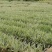 山菅兰