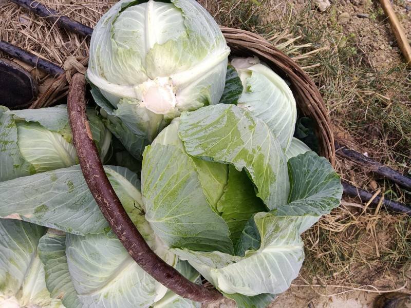 奥奇娜甘蓝，产地直供，个头均匀无虫，，欢迎选购