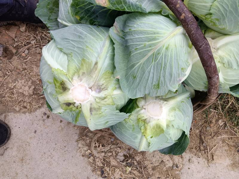 奥奇娜甘蓝，产地直供，个头均匀无虫，，欢迎选购
