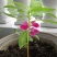 凤仙花种子籽四季庭院盆栽地栽凤仙透骨草指甲花急性子桃红金