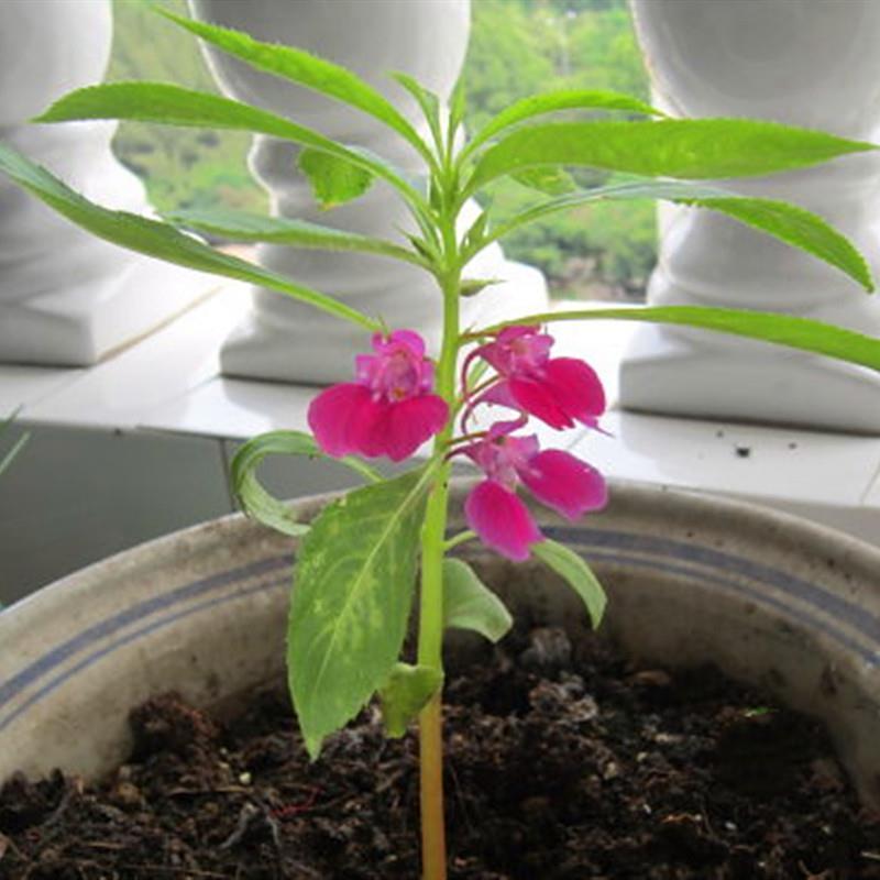 凤仙花种子籽四季庭院盆栽地栽凤仙透骨草指甲花急性子桃红金