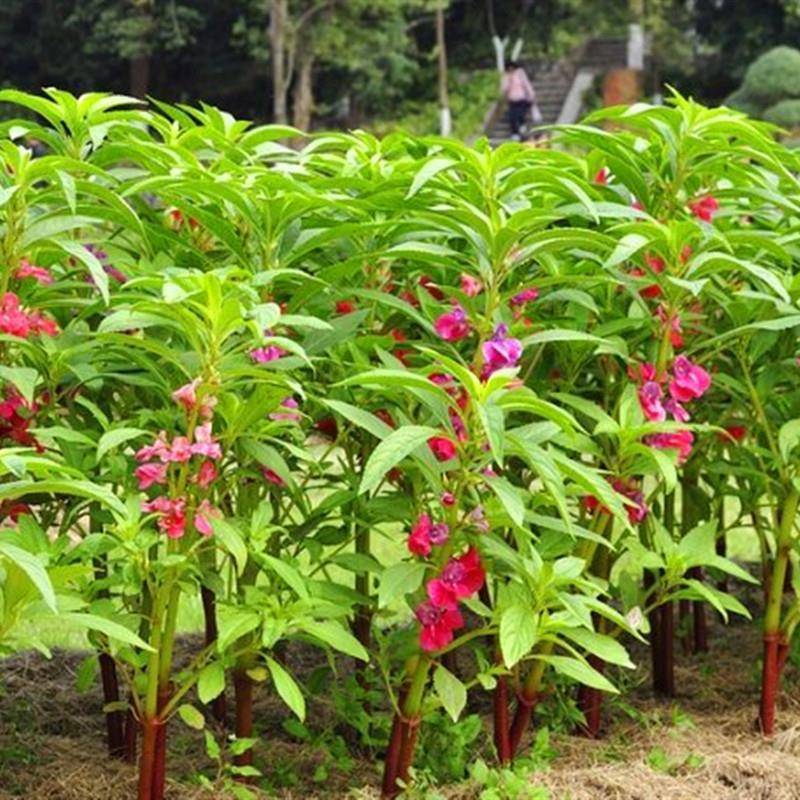 凤仙花种子籽四季庭院盆栽地栽凤仙透骨草指甲花急性子桃红金