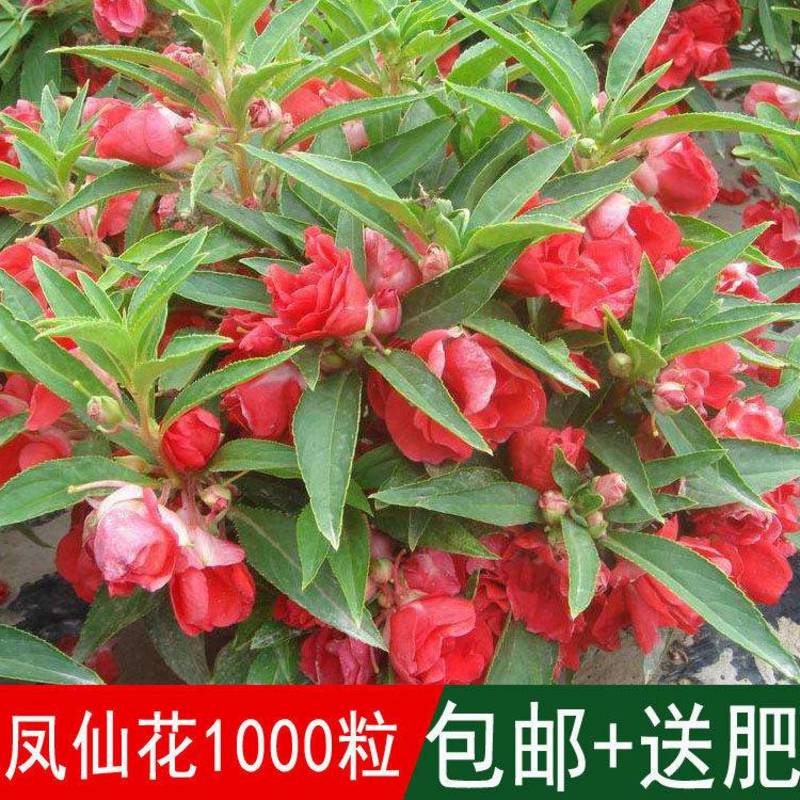 凤仙花种子籽四季庭院盆栽地栽凤仙透骨草指甲花急性子桃红金