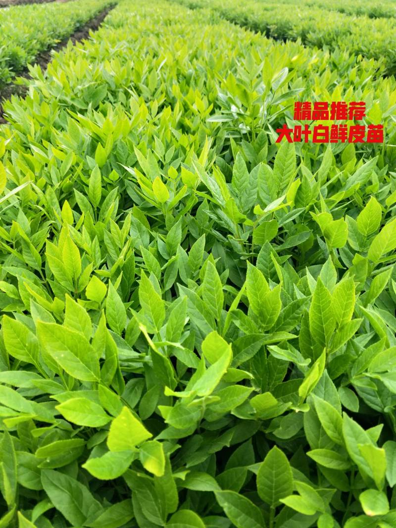 白鲜皮种苗技术指导，白鲜皮苗，东北阔叶白鲜皮苗